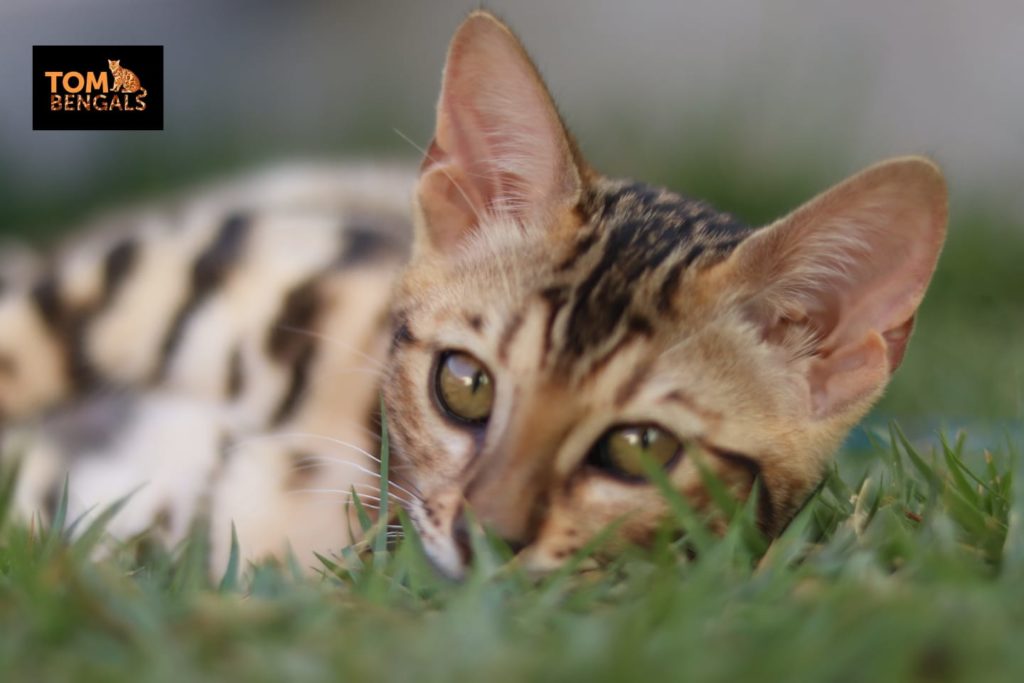 Gato bengal, gatil tom bengal, gato de raça, gato leopardo